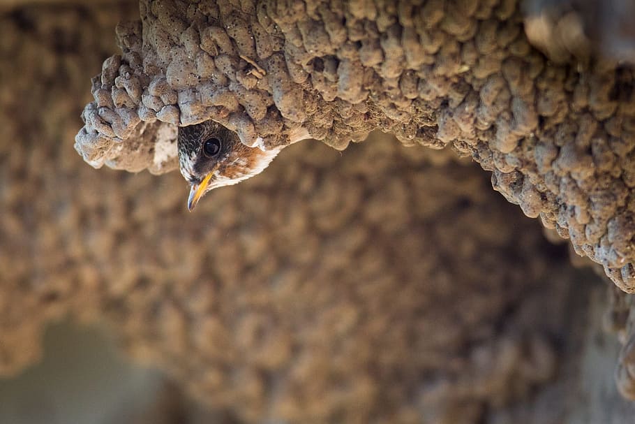 swallow, cliff, bird, hide, animal, wild, nature, close-up HD wallpaper