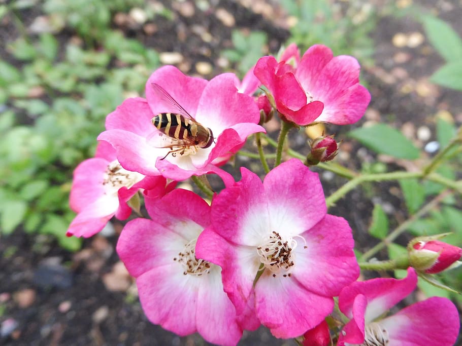 flower, pink, nature, flowering plant, beauty in nature, petal HD wallpaper