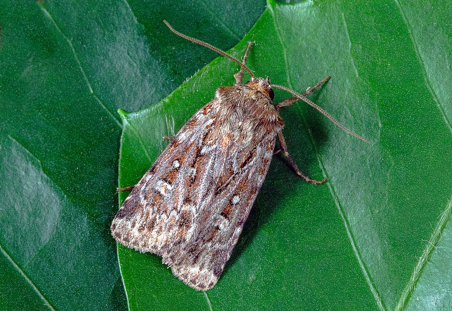 true-lovers-knot, moth, wings, pattern, insect, nature, summer HD wallpaper