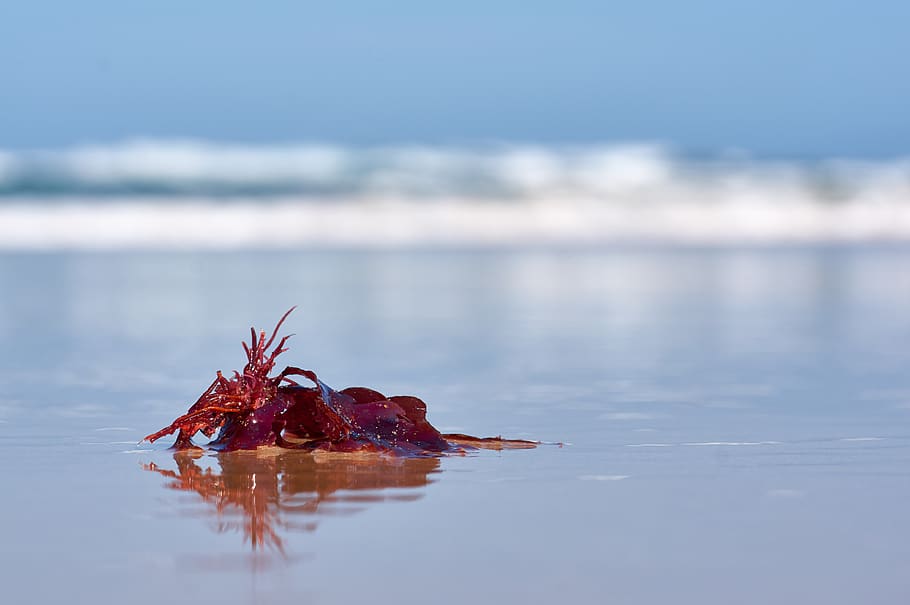 seaweed, ocean, red, blue, close up, nature, wallpaper, water HD wallpaper