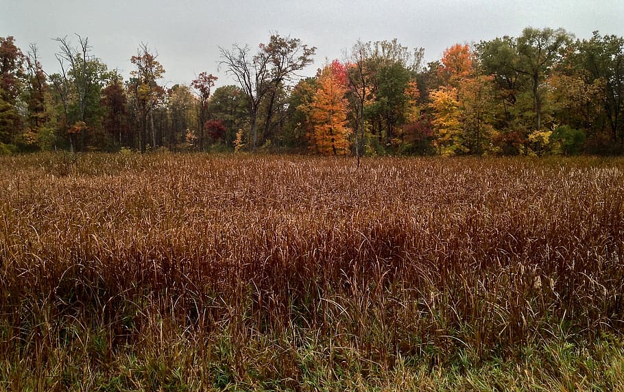 grasses, fall, autumn, trees, skyline, autumn skyline, fall colors HD wallpaper