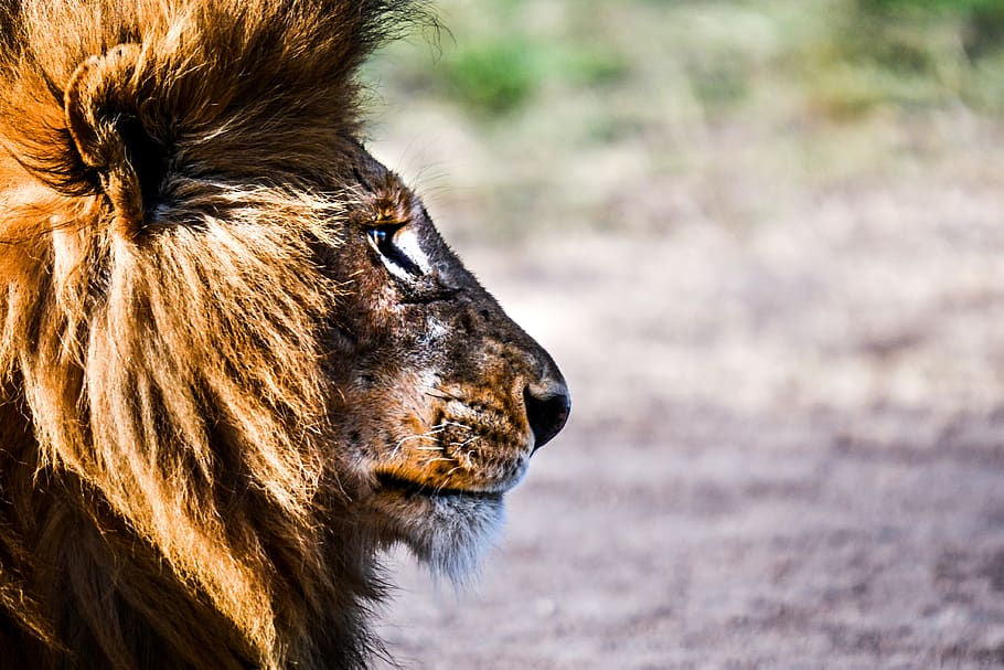 brown lion, wildlife, kenya, animal, mammal, masai mara national reserve HD wallpaper