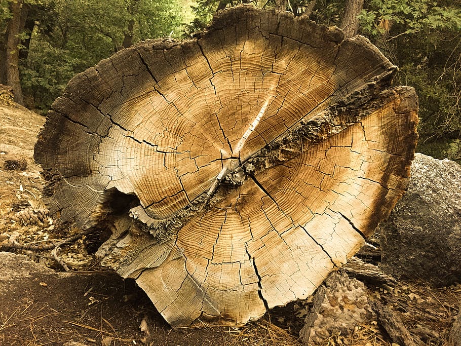 tree, trunk, rings, mountains, brown, trees, forest, tree stump HD wallpaper