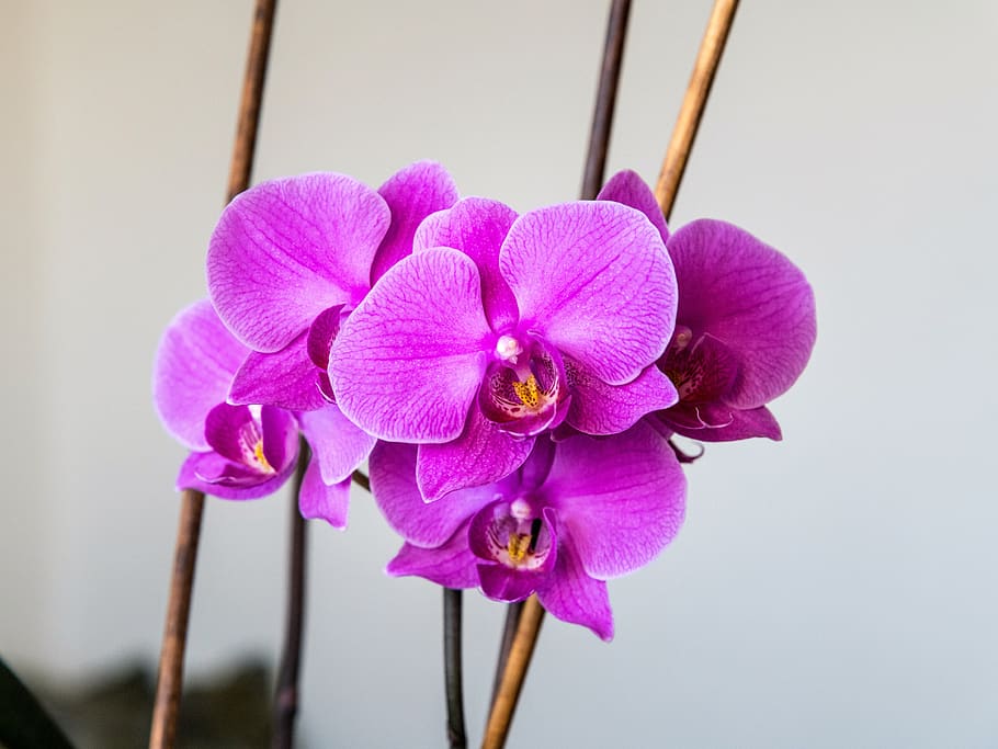 orchid, flower, pink, nature, purple, phalaenopsis, flora, flowering plant, HD wallpaper