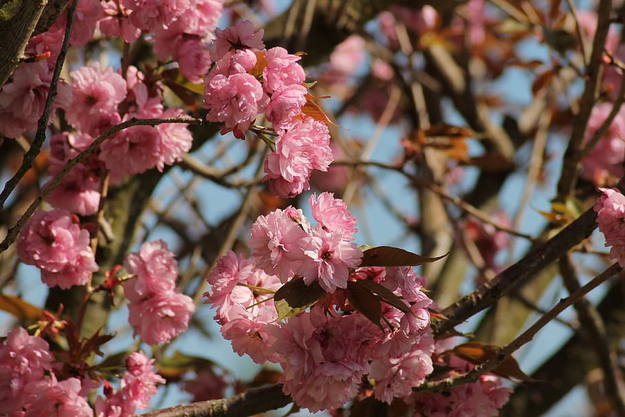 flowers, spring, pink, bloom, macro, petals, season, nature HD wallpaper