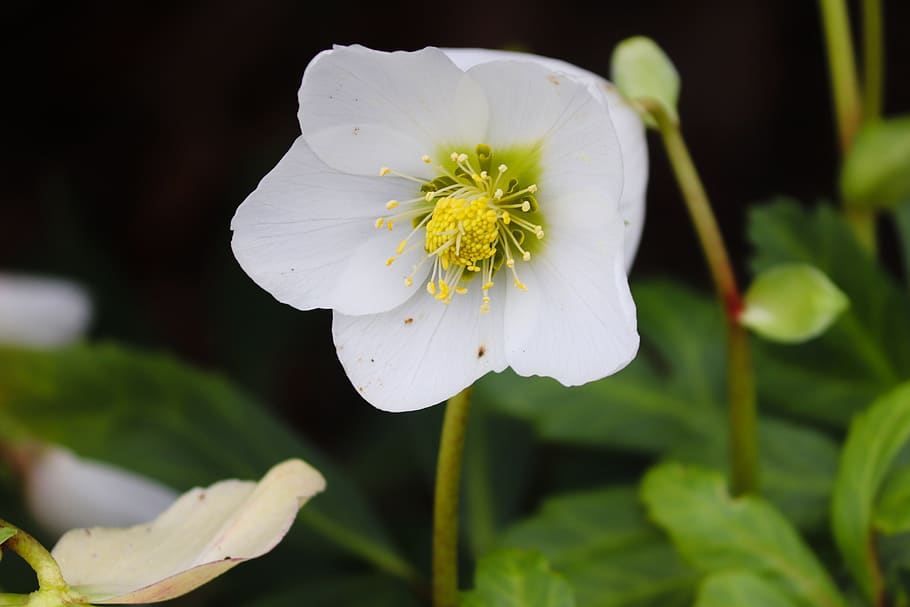 anemone, white, blossom, bloom, flower, nature, plant, close up HD wallpaper