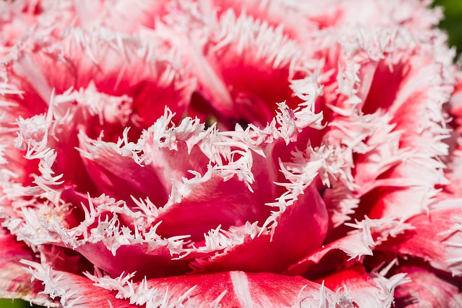 pink flower, flowering plant, close-up, freshness, beauty in nature HD wallpaper