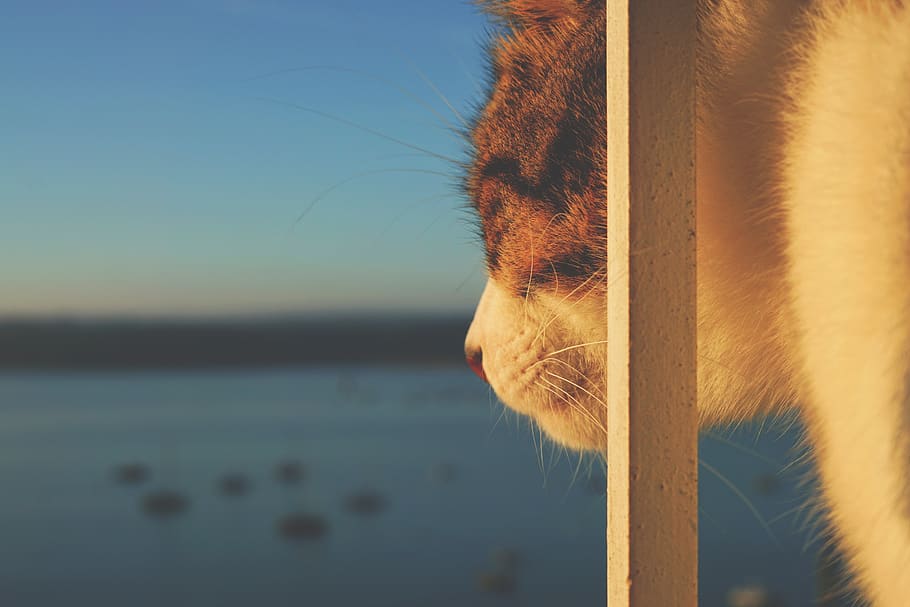 cat, kitten, kitty, animal, still, still life, macro, moustache HD wallpaper