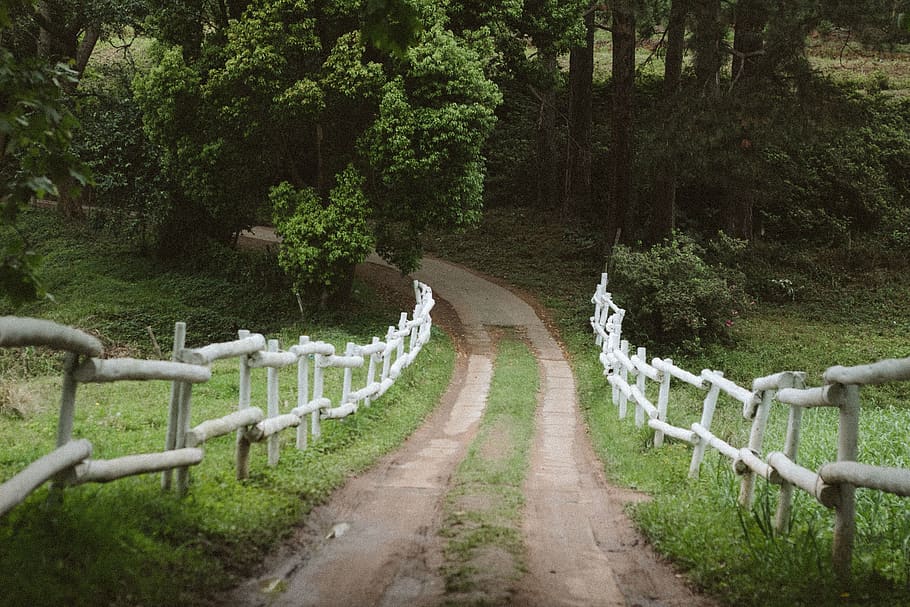 road, path, driveway, journey, countryside, plant, tree, the way forward HD wallpaper
