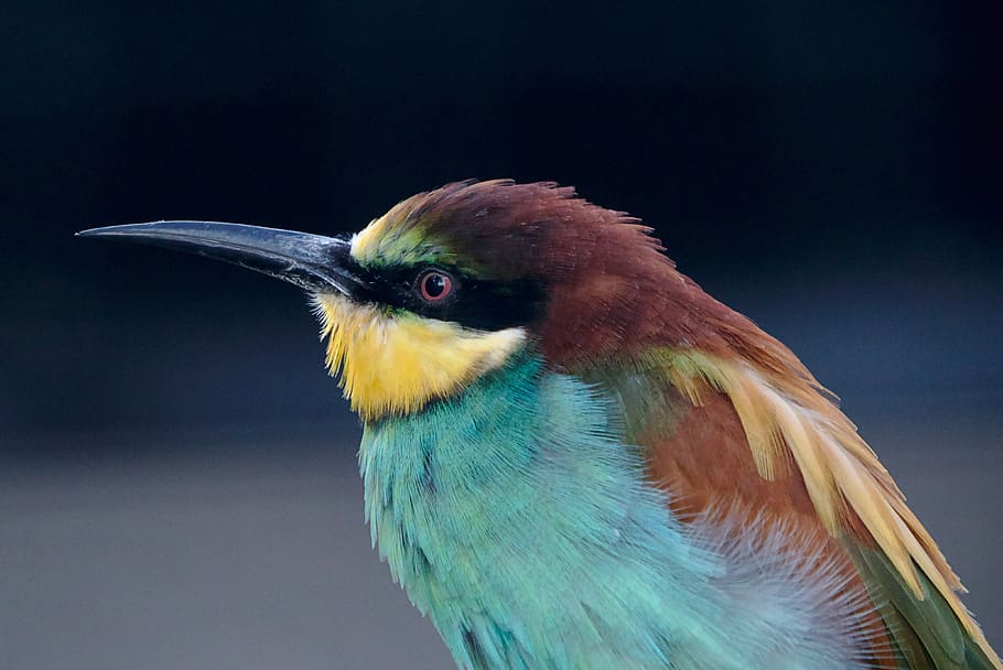 european bee eater, bird, nature, plumage, africa, bill, color, HD wallpaper