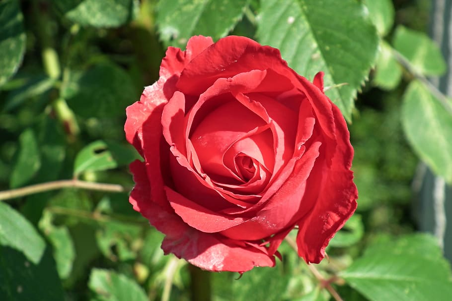 flower, rose, red, romantic, beauty, love, romance, garden HD wallpaper