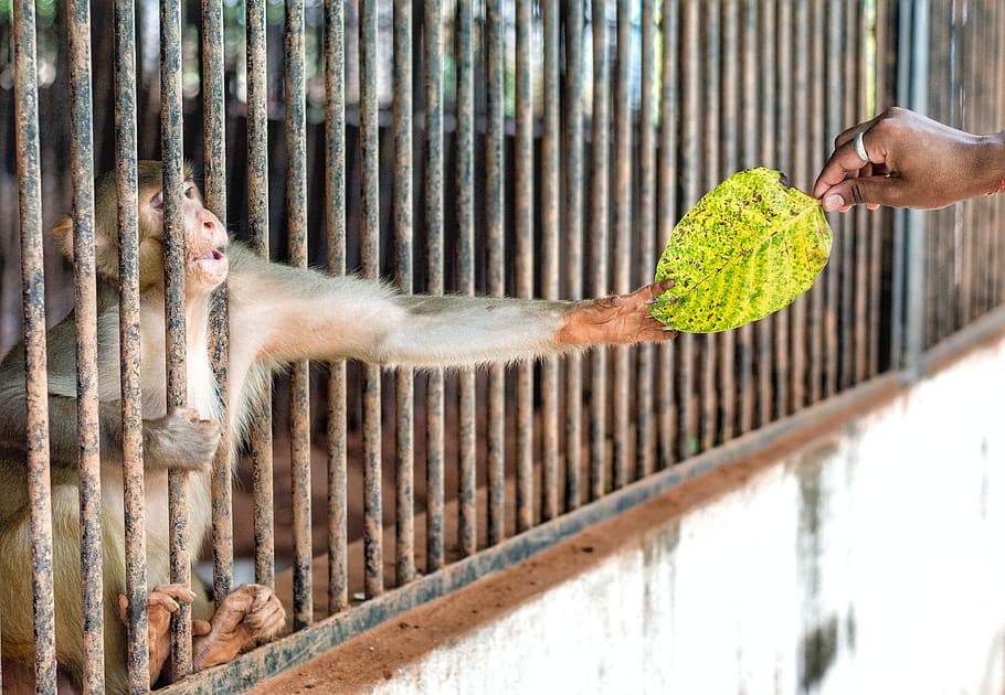 Person Giving Green Leaf To A Monkey, animal, bars, primate, wild animal HD wallpaper