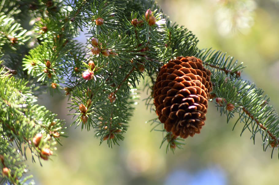 cone, tree, pine, spruce, wood, branch, outdoors, nature, plant HD wallpaper