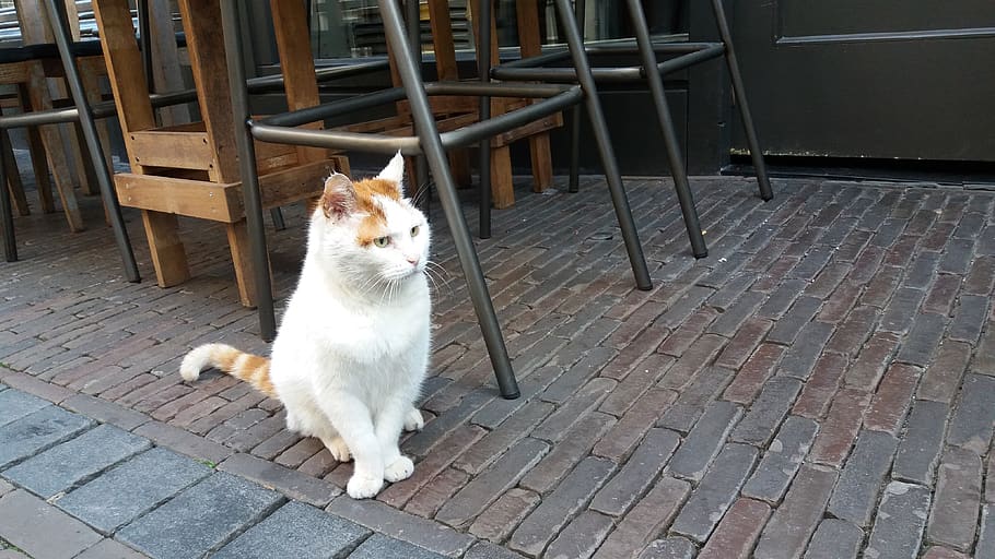 netherlands, utrecht, one animal, domestic, pets, domestic animals HD wallpaper