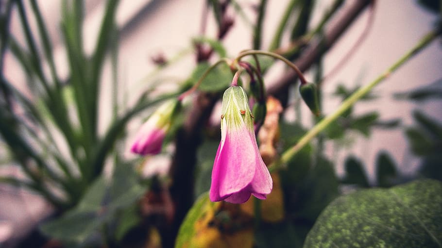 plant, rosa, nature, leaf, spring, leaves, garden, environment HD wallpaper