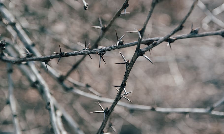 thorn, thorns, easter, crown of thorns, stick, wood, woodsy, HD wallpaper