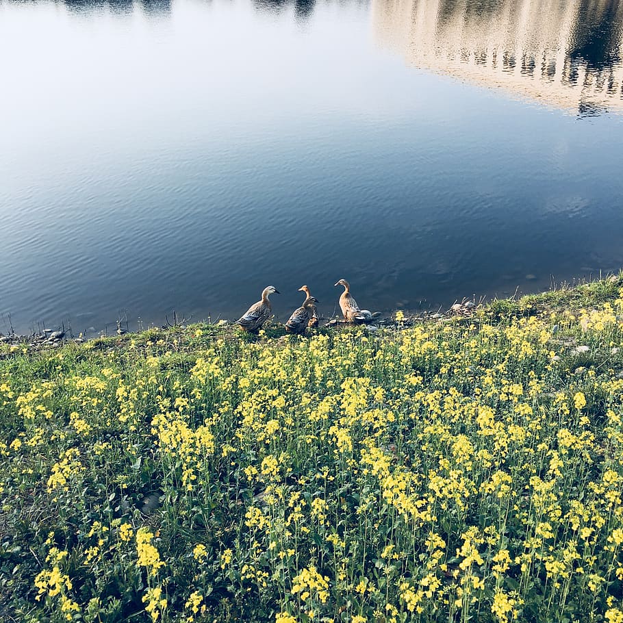 duck, bird, lake, spring, beauty in nature, water, plant, flower HD wallpaper