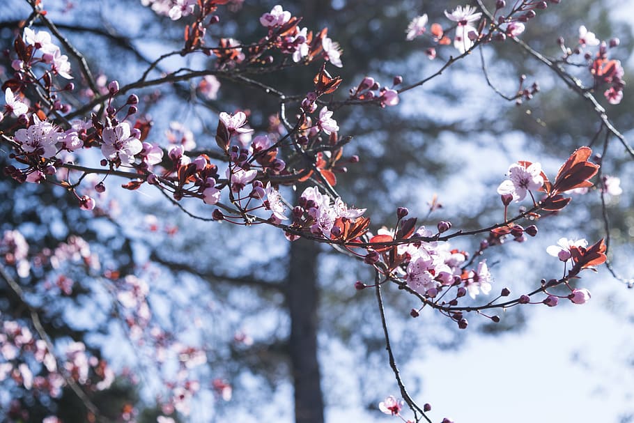pink flowering tree, plant, blossom, cherry blossom, spring, animal HD wallpaper