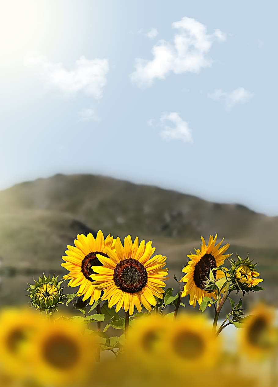 100 Sunflower Aesthetic Iphone Wallpapers  Wallpaperscom