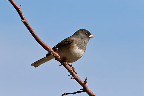 brown and gray bird, animal, finch, sparrow, branch, wildlife HD wallpaper
