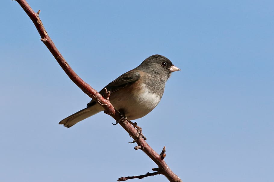 brown and gray bird, animal, finch, sparrow, branch, wildlife HD wallpaper