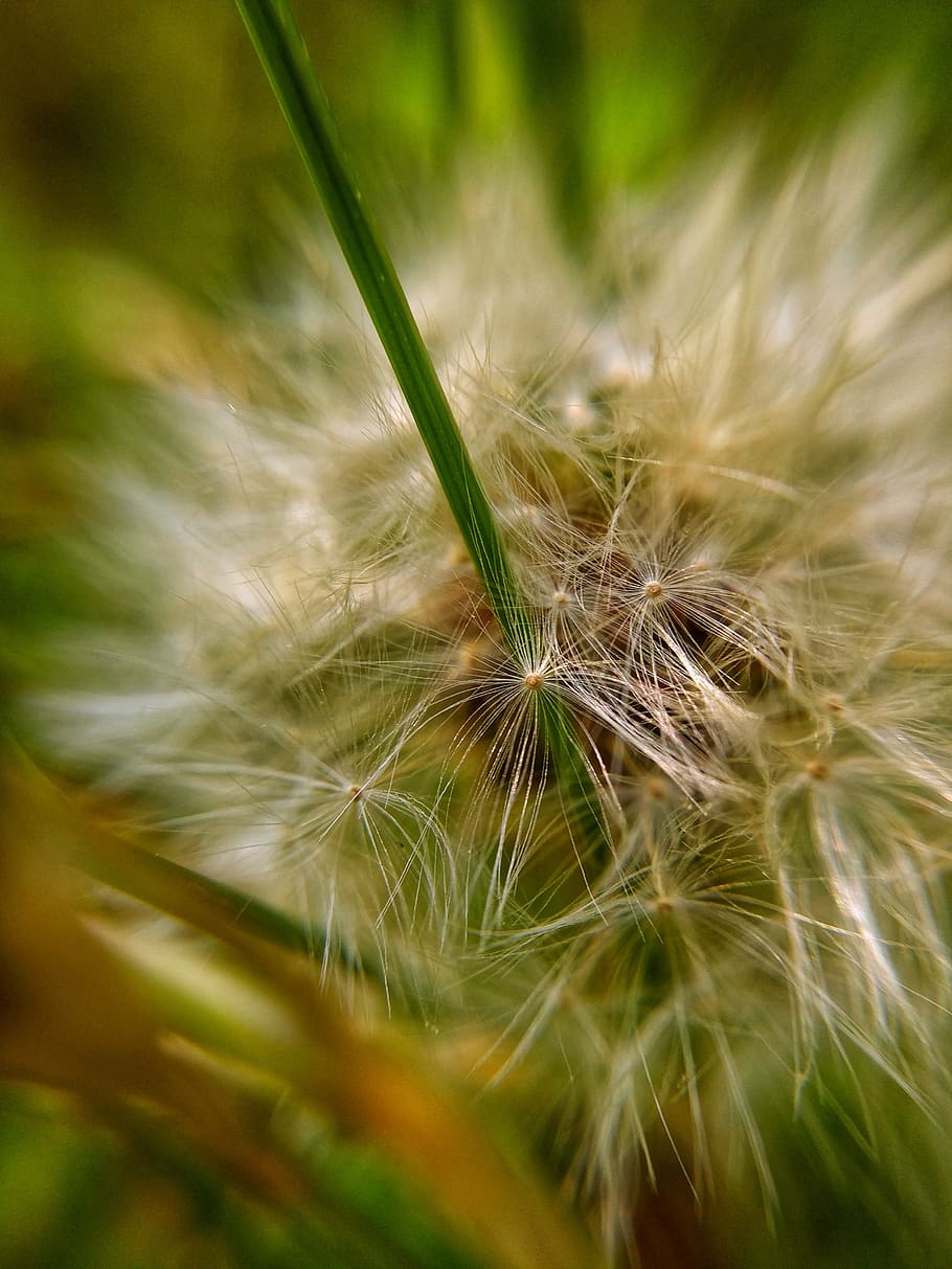 macro, seeds, green, plant, close-up, flower, dandelion, fragility HD wallpaper