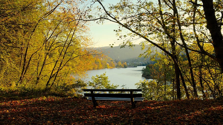 germany, simmerath, eifelsteig, autumn, tree, beauty in nature HD wallpaper