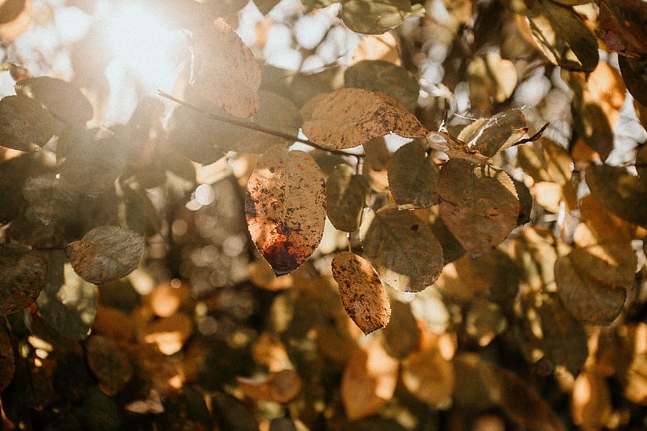 sun raise passing through brown tree, leaf, plant part, nature HD wallpaper