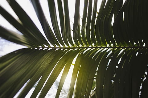 green palm leaf, plant, arecaceae, santander, spain, paradise HD wallpaper