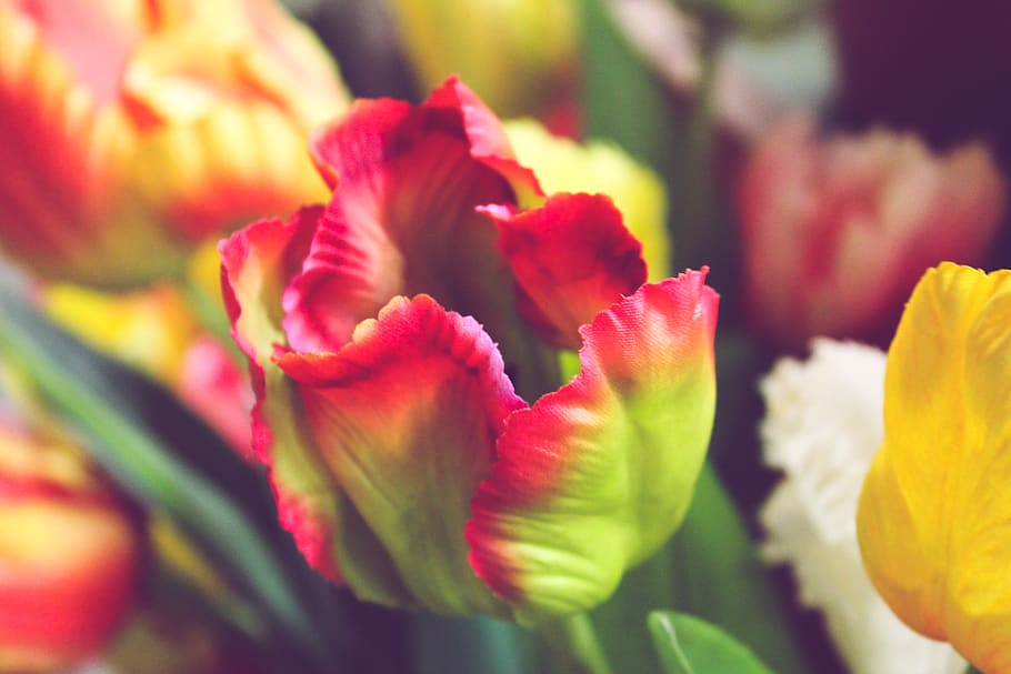 flowering plant, beauty in nature, vulnerability, freshness HD wallpaper