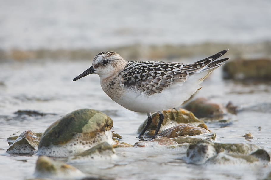 the sandpiper sand, snipey, water, bird, nature, feather, lake, HD wallpaper