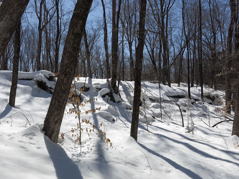 deep snow, ridge, tree shadows, white, tan, snow blanket, cold HD wallpaper