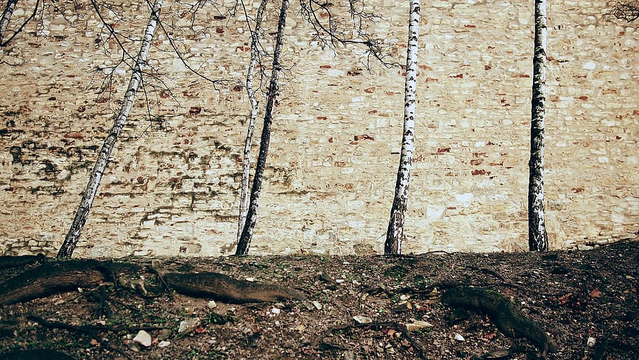 prague, czechia, wall, old, silence, meditation, think, nature HD wallpaper