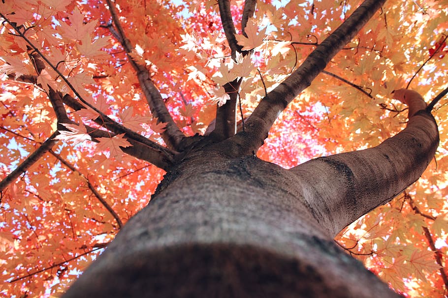 tree with orange maple leaves, branch, plant, autumn, low angle view HD wallpaper