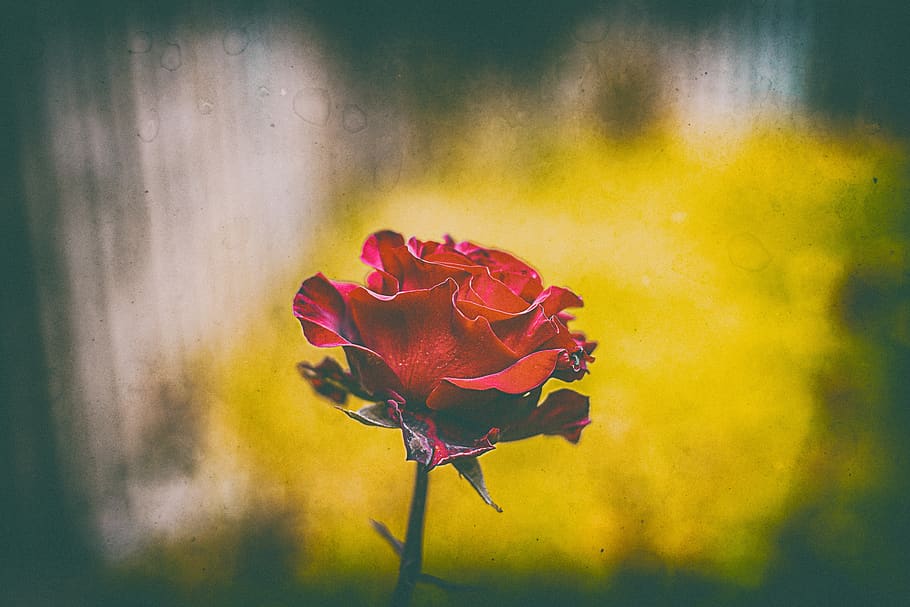 rosa, flower, rose, flowering plant, beauty in nature, petal HD wallpaper
