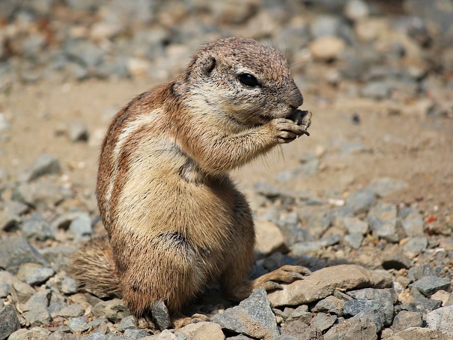 squirrel standing on gray rocks, animal themes, one animal, animal wildlife HD wallpaper