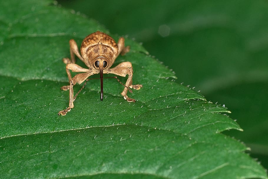 Brown Insect on Green Leaf, beetle, bug, curculionoidea, macro HD wallpaper