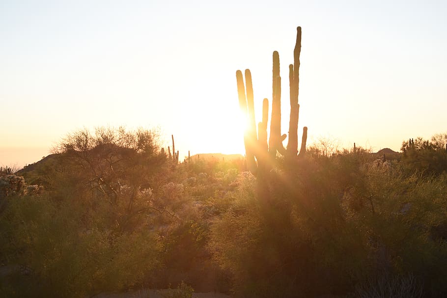 light, flare, sunlight, nature, outdoors, usery mountain regional park HD wallpaper