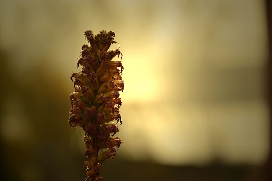 inflorescence, blossom, bloom, withered, wild flower, faded HD wallpaper