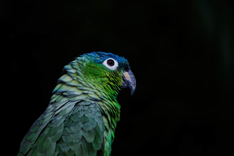 Green and Blue Bird, animal, black background, bright, close-up