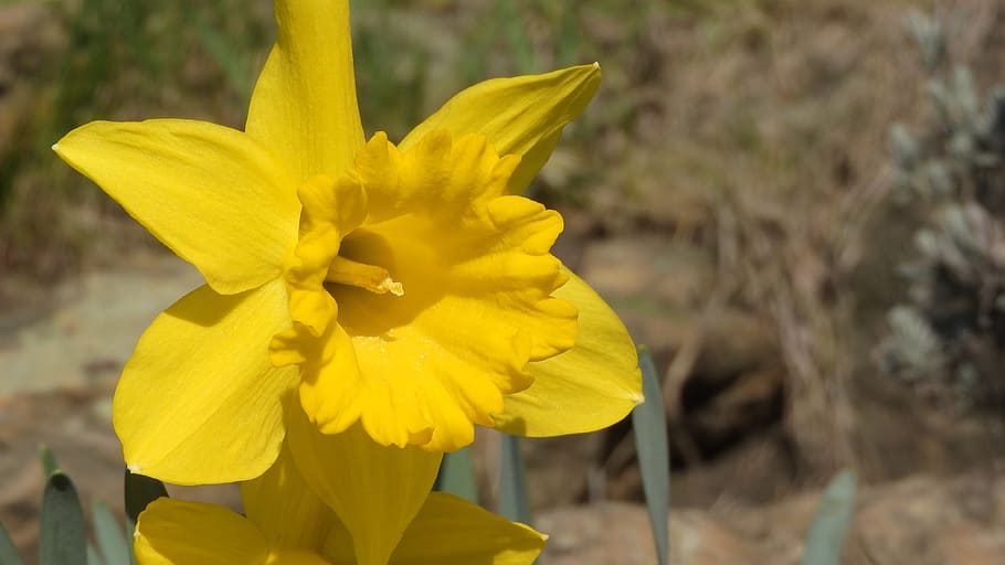 daffodil, spring flowers, easter, easter flowers, close up HD wallpaper