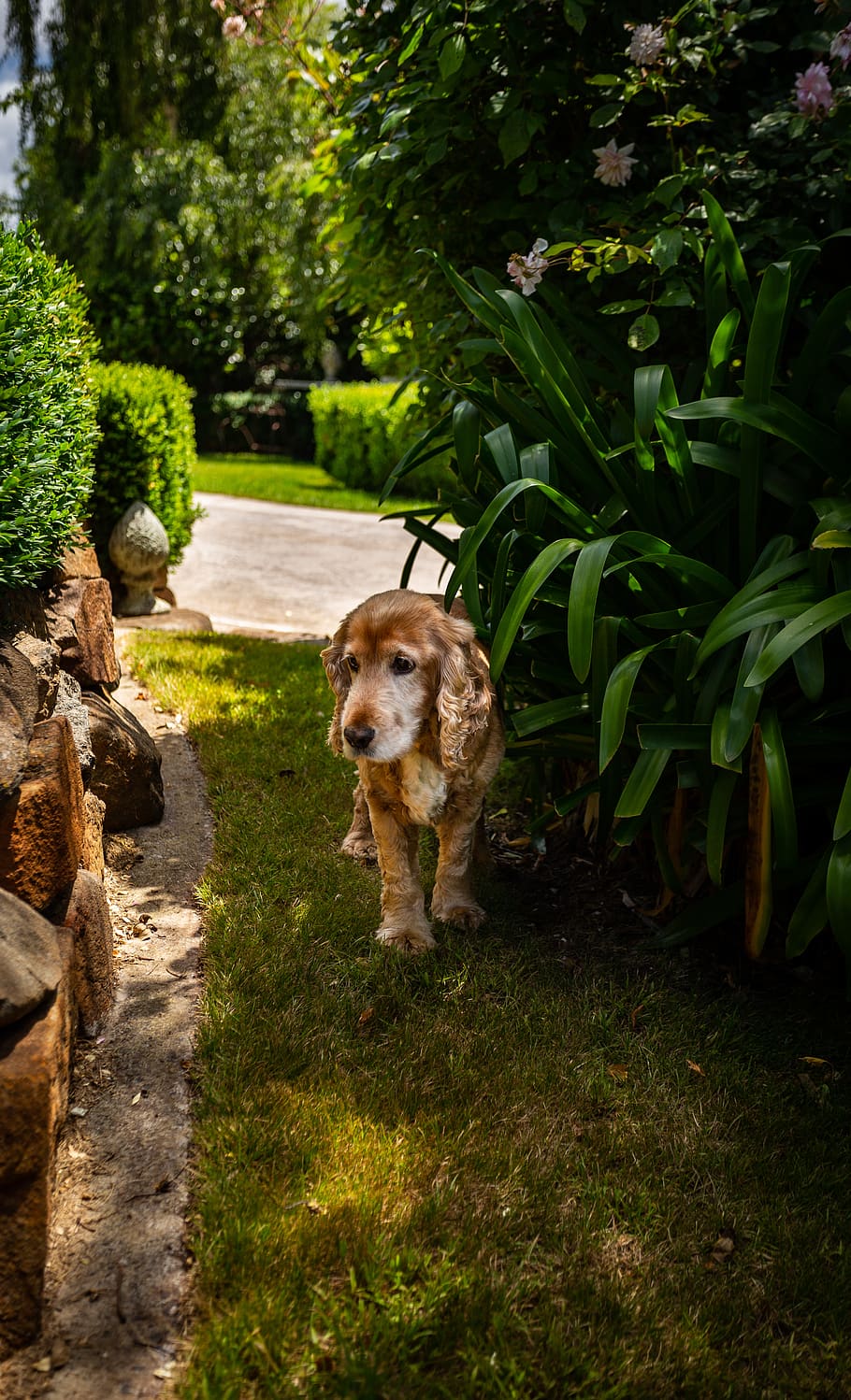 brown dog standing beside green plant in the garden, canine, pet
