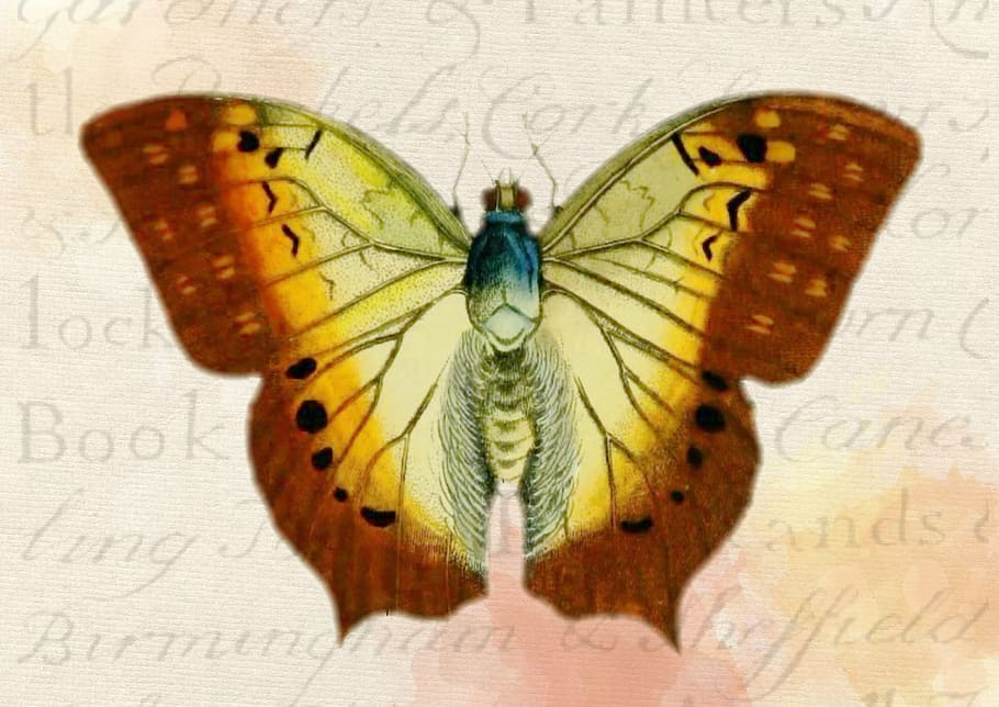 wild, fly, butterfly, insect, animal, graphic, animal wing HD wallpaper