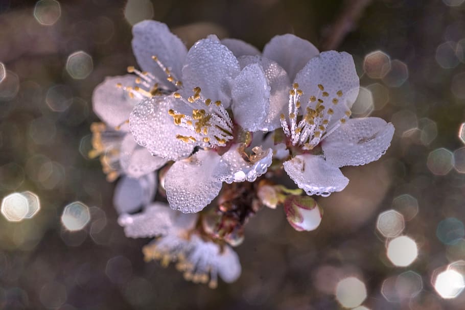 almond tree, blossom, spring, flower, nature, pink, bloom, flowers HD wallpaper