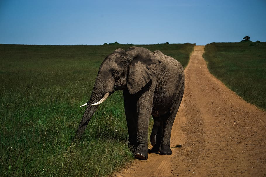 Слон серый. Elephant walk. Elephants Walking along the Trails.