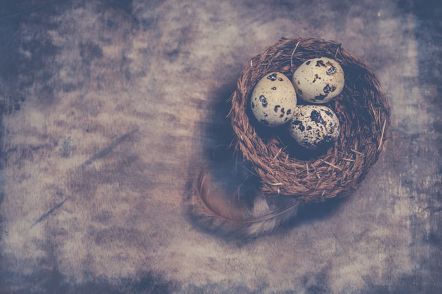 Close-Up Photography of Quail Eggs on Nest, bird nest, eggshell HD wallpaper