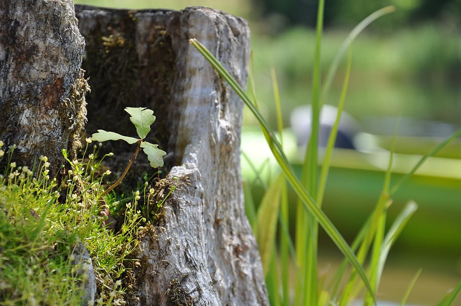 oak, moss, trunk, tree, nature, the bark, green, foliage, summer HD wallpaper