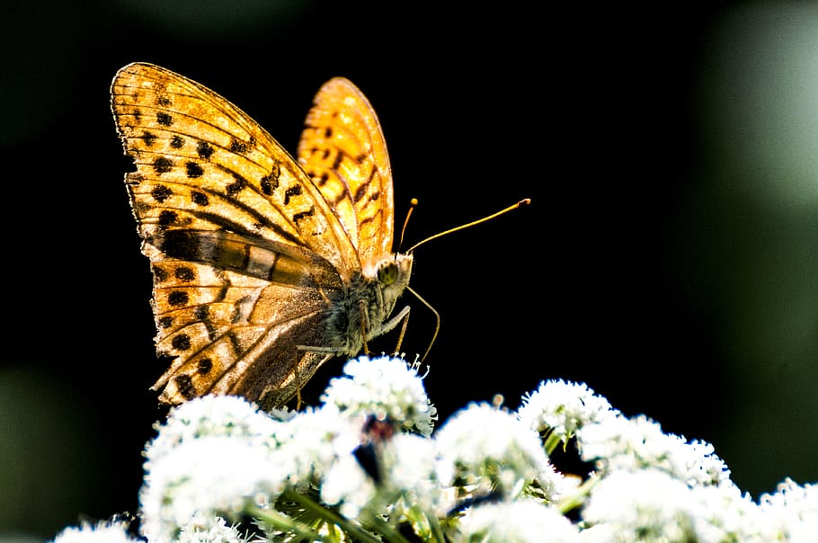 macro, butterfly, nature, insect, invertebrate, animal wildlife HD wallpaper
