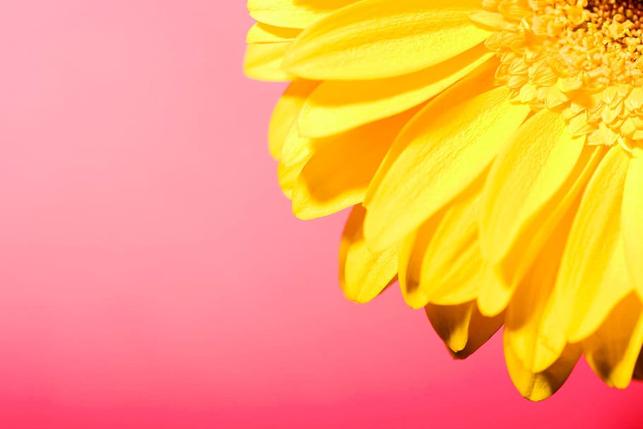 background, beautiful, blossom, botany, daisy, flora, flower HD wallpaper