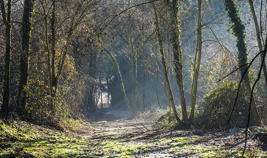 forest, nature, wood, tree, landscape, leaf, trail, trees, path HD wallpaper